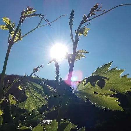 Tenuta Le Luci Az Agr Illasi